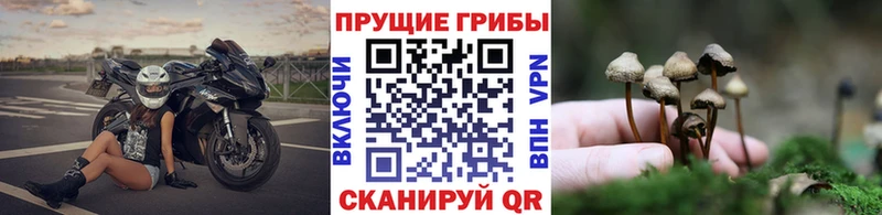 Галлюциногенные грибы прущие грибы  где можно купить   Пущино 